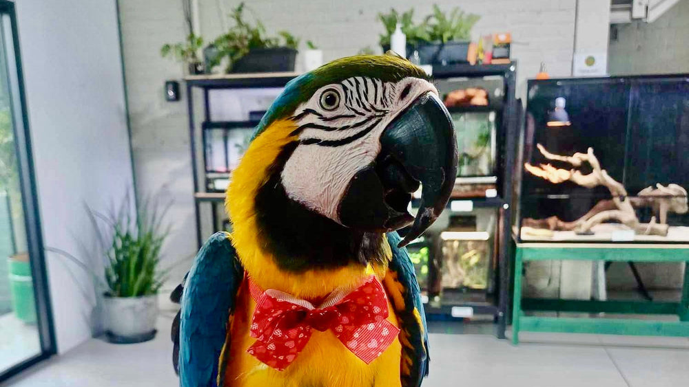 Parrot with a red bow tie sitting on a wooden floor.
