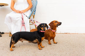 Luna Dog Leash Splitter