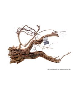 Bioscape Spider Vine