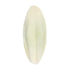 Cuttlefish Bone