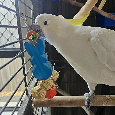 Bunny Chew Toy