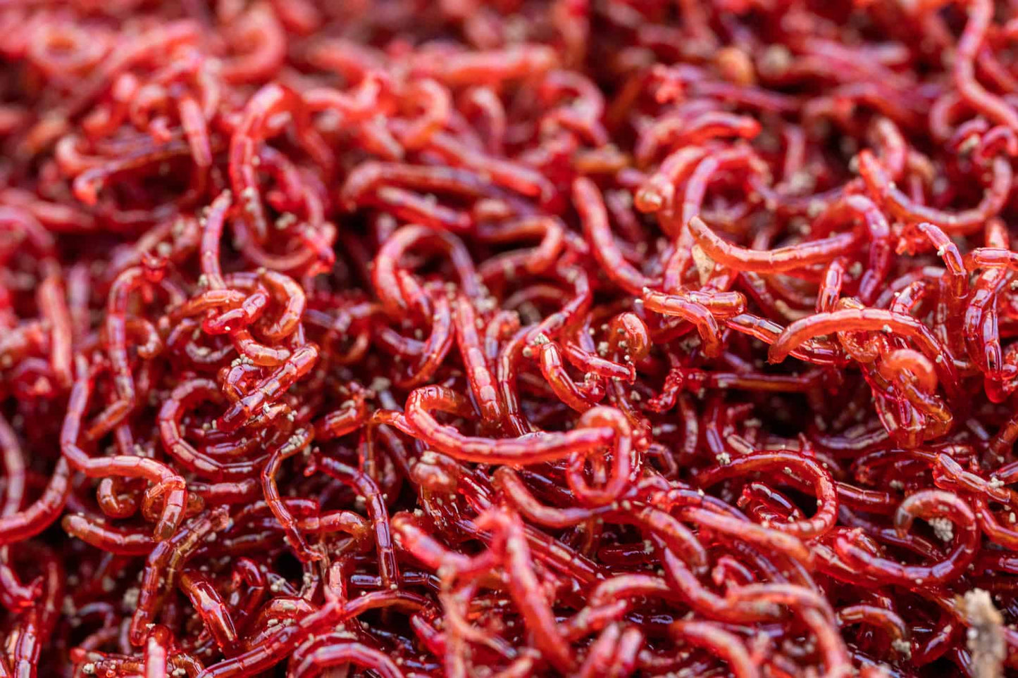 ORCA Frozen Bloodworm