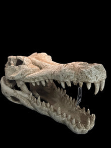 URS Croc Skull