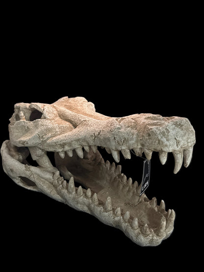 URS Croc Skull