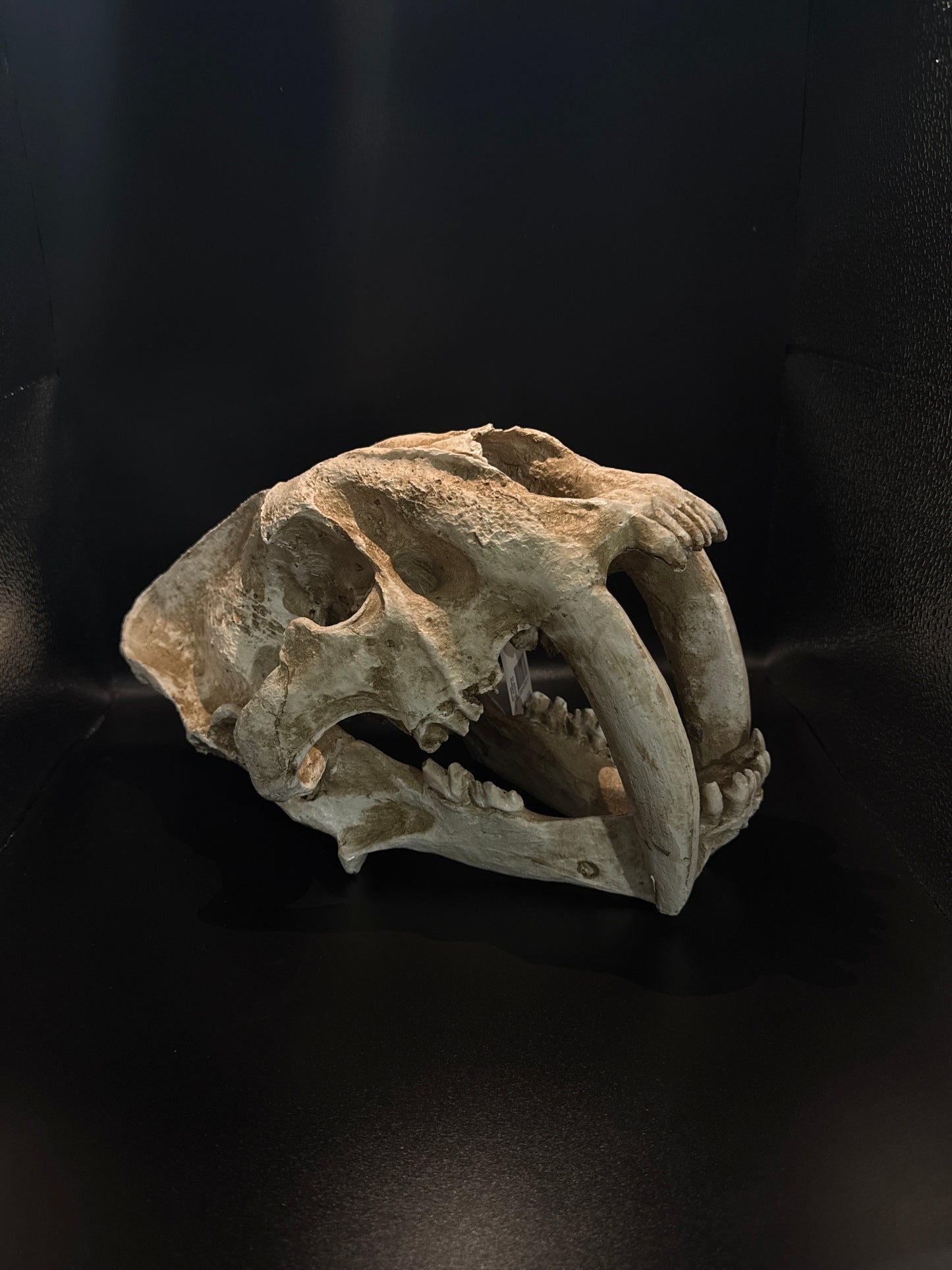 URS Sabre Tooth Skull