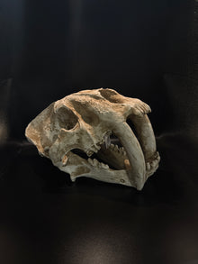 URS Sabre Tooth Skull