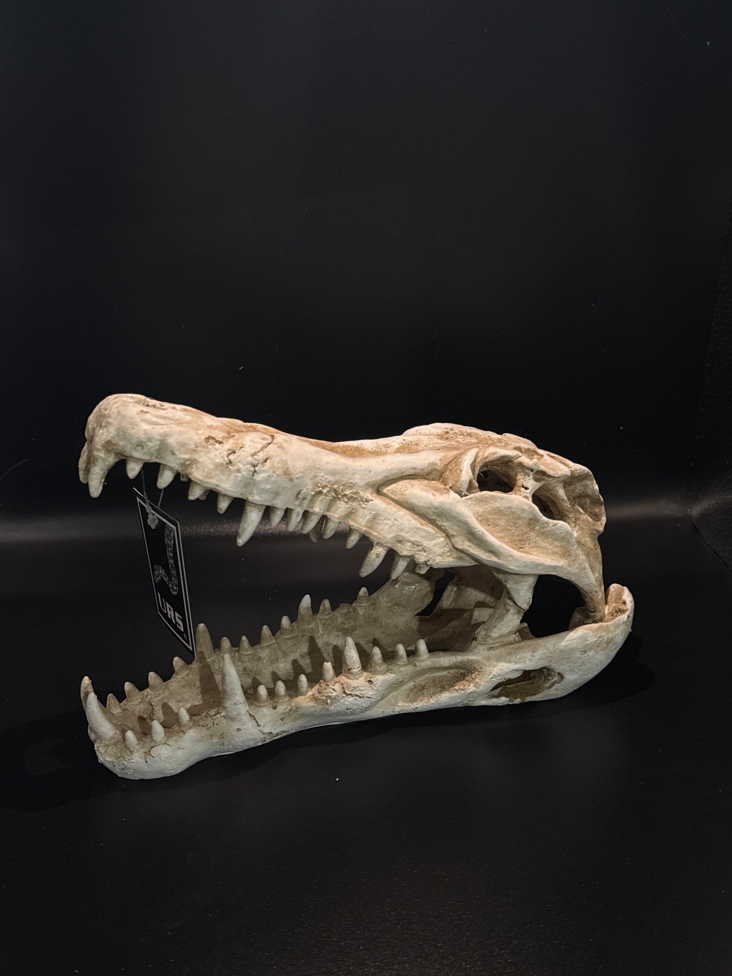 URS Croc Skull