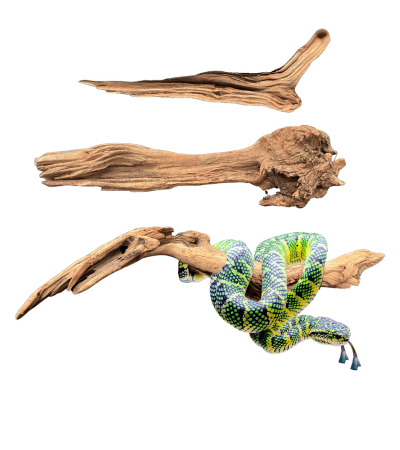 Dymax Reptile Log