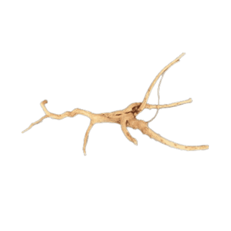 Dymax Tweety Wood