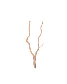 Bioscape Spider Wood