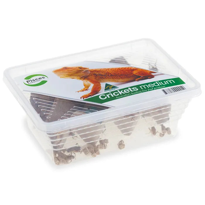 Live Crickets