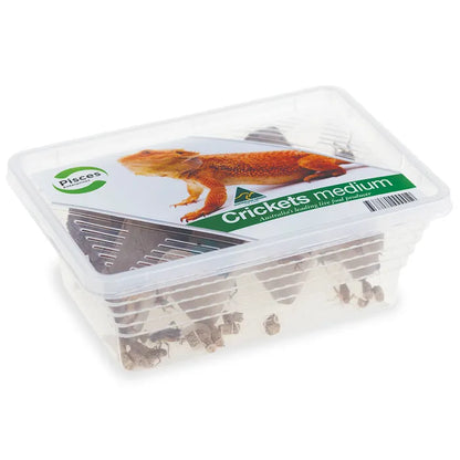 Live Crickets