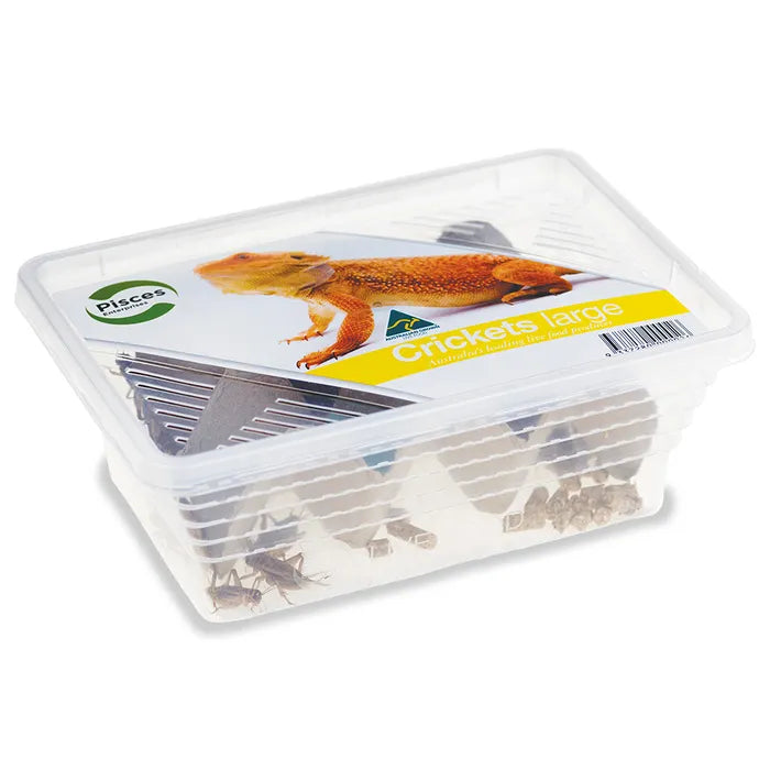 Live Crickets