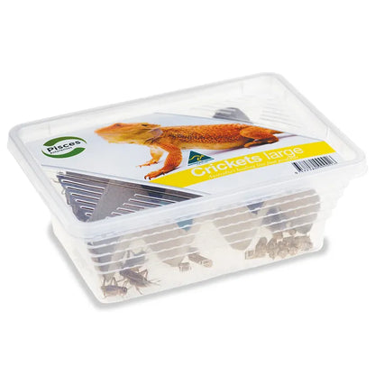 Live Crickets