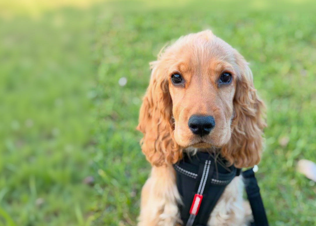 A cocker spaniel puppy wearing a black harness with a red tab, sitting on a green grassy lawn.
